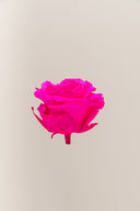 Rose Premium - Box 4 heads