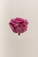 Rose Premium - Box 4 heads