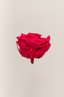 Rose Premium - Box 4 heads