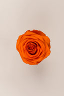 Rose Premium - Box 4 heads
