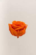Rose Premium - Box 4 heads