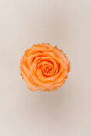 Rose Premium - Box 4 heads
