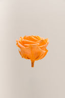 Rose Premium - Box 4 heads