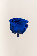 Rose Premium - Box 4 heads