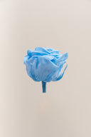 Rose Premium - Box 4 heads