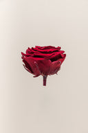 Rose Premium - Box 4 heads