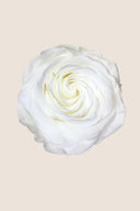 Rose Premium - Box 4 heads