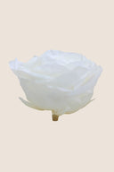 Rose Premium - Box 4 heads