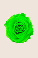 Rose Premium - Box 4 heads