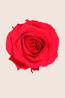 Rose Premium - Box 4 heads