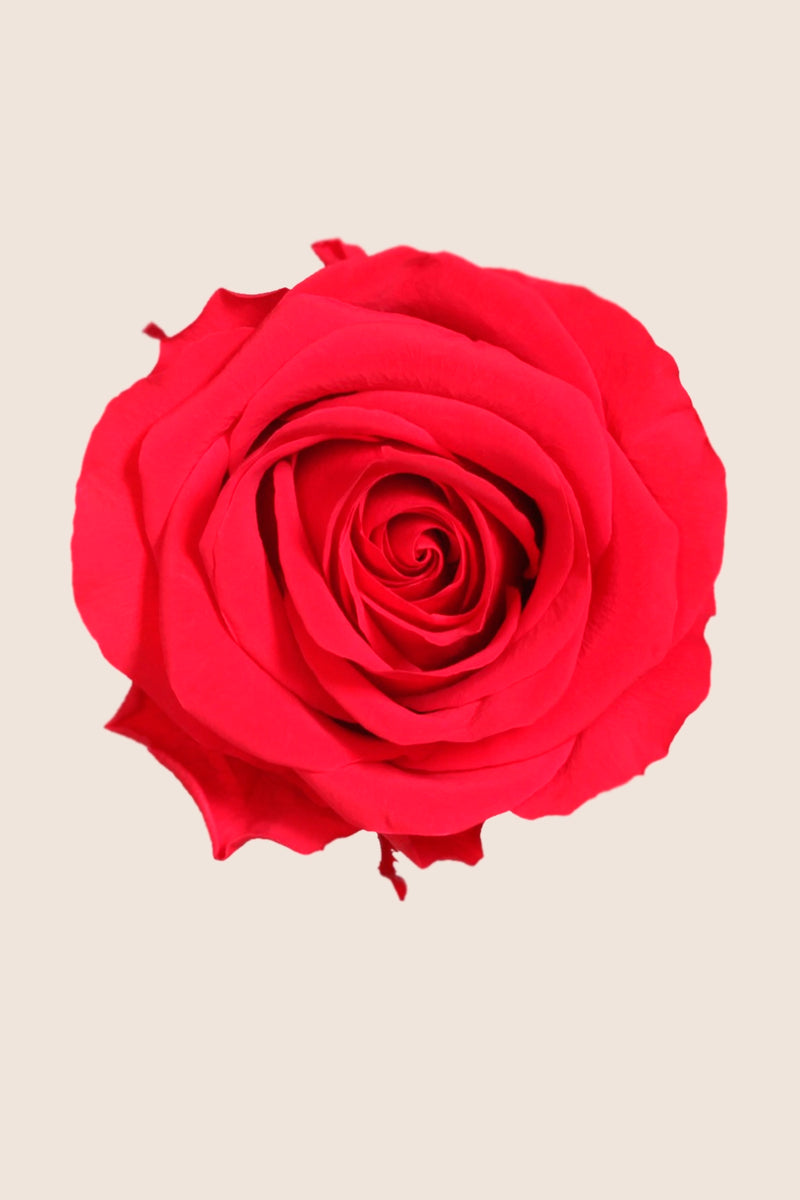 Rose Premium - Box 4 heads