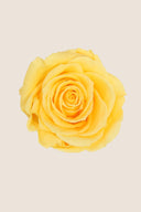 Rose Premium - Box 4 heads