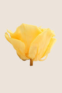 Rose Premium - Box 4 heads