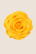 Rose Premium - Box 4 heads