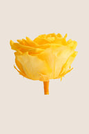 Rose Premium - Box 4 heads