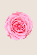 Rose Premium - Box 4 heads