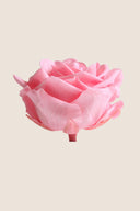 Rose Premium - Box 4 heads