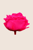 Rose Premium - Box 4 heads