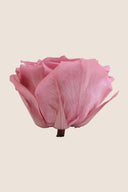 Rose Premium - Box 4 heads