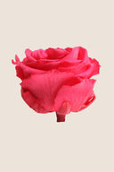 Rose Premium - Box 4 heads