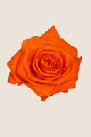 Rose Premium - Box 4 heads