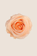 Rose Premium - Box 4 heads