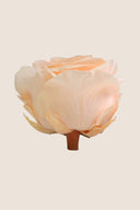 Rose Premium - Box 4 heads