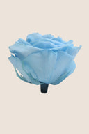 Rose Premium - Box 4 heads