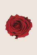 Rose Premium - Box 4 heads