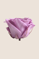 Rose Premium - Box 4 heads