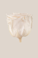 Amorosa Premium Bulk Stem Rose - Pack 12 u.