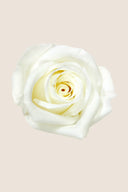 Rose Mini Bulk - Pack 288 u.