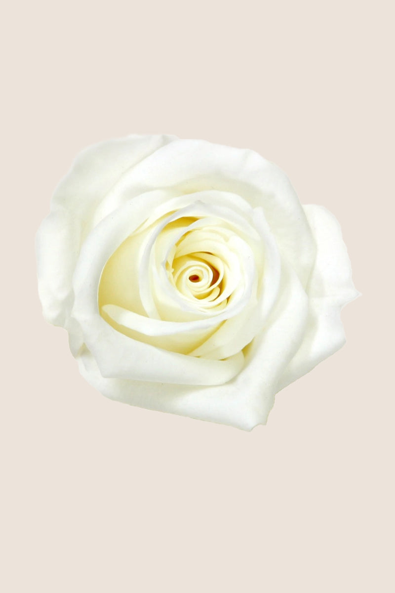 Rose Mini Bulk - Pack 288 u.