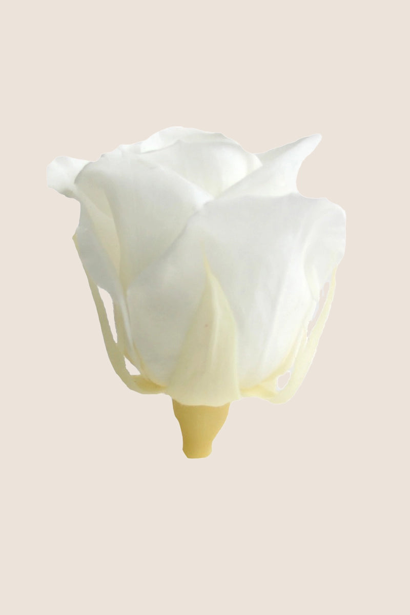 Rose Mini Bulk - Pack 288 u.