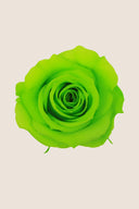 Rose Mini Bulk - Pack 288 u.