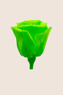 Rose Mini Bulk - Pack 288 u.