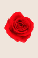 Rose Mini Bulk - Pack 288 u.