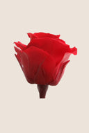 Rose Mini Bulk - Pack 288 u.