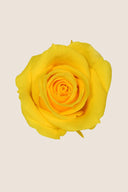 Rose Mini Bulk - Pack 288 u.