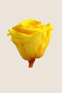 Rose Mini Bulk - Pack 288 u.