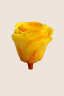 Rose Mini Bulk - Pack 288 u.