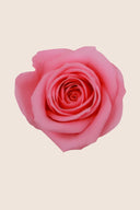Rose Mini Bulk - Pack 288 u.