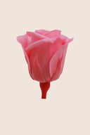 Rose Mini Bulk - Pack 288 u.