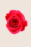 Rose Mini Bulk - Pack 288 u.