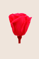 Rose Mini Bulk - Pack 288 u.