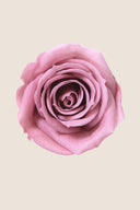 Rose Mini - Box 12 heads