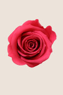 Rose Mini Bulk - Pack 288 u.