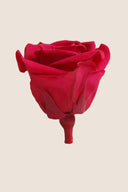 Rose Mini Bulk - Pack 288 u.