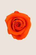 Rose Mini Bulk - Pack 288 u.