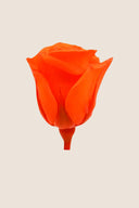 Rose Mini Bulk - Pack 288 u.